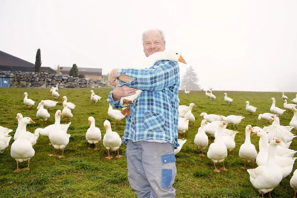 d64558639757587f8c39c0cbfb0eeb9fbf1ccdfd Ueli Niederhauser arbeitet auf seinem Betrieb gegen das schlechte Image der Gänsemast und zeigt, dieser Weihnachtsbraten darf mit gutem Gewissen gegessen werden. (Bilder BauZ/Daniela Joder)