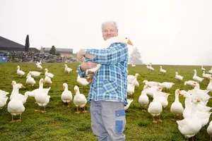 Ueli Niederhauser arbeitet auf seinem Betrieb gegen das schlechte Image der Gänsemast und zeigt, dieser Weihnachtsbraten darf mit gutem Gewissen gegessen werden. (Bilder BauZ/Daniela Joder)