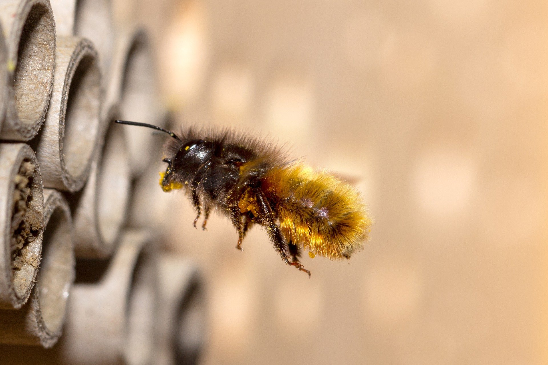 Sind Mobilfunk-Strahlung und 5G eine Gefahr für Insekten?