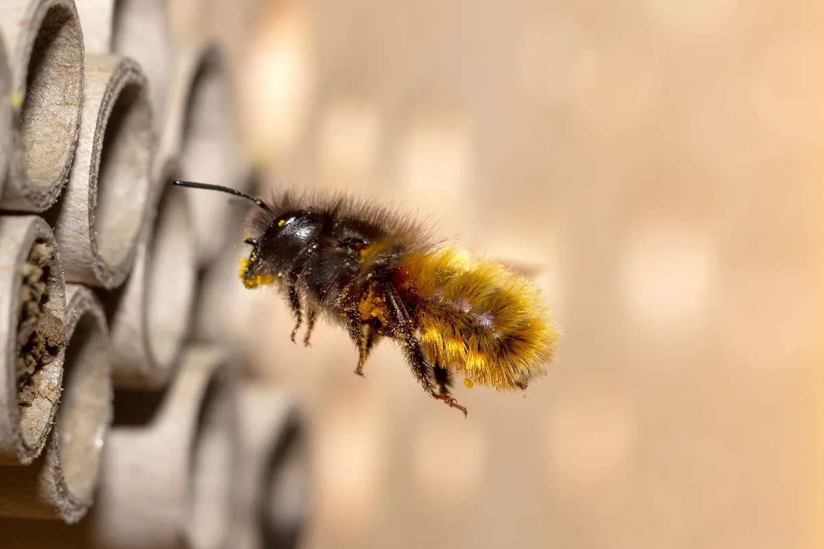 wildbiene Sind Mobilfunk-Strahlung und 5G eine Gefahr für Insekten?