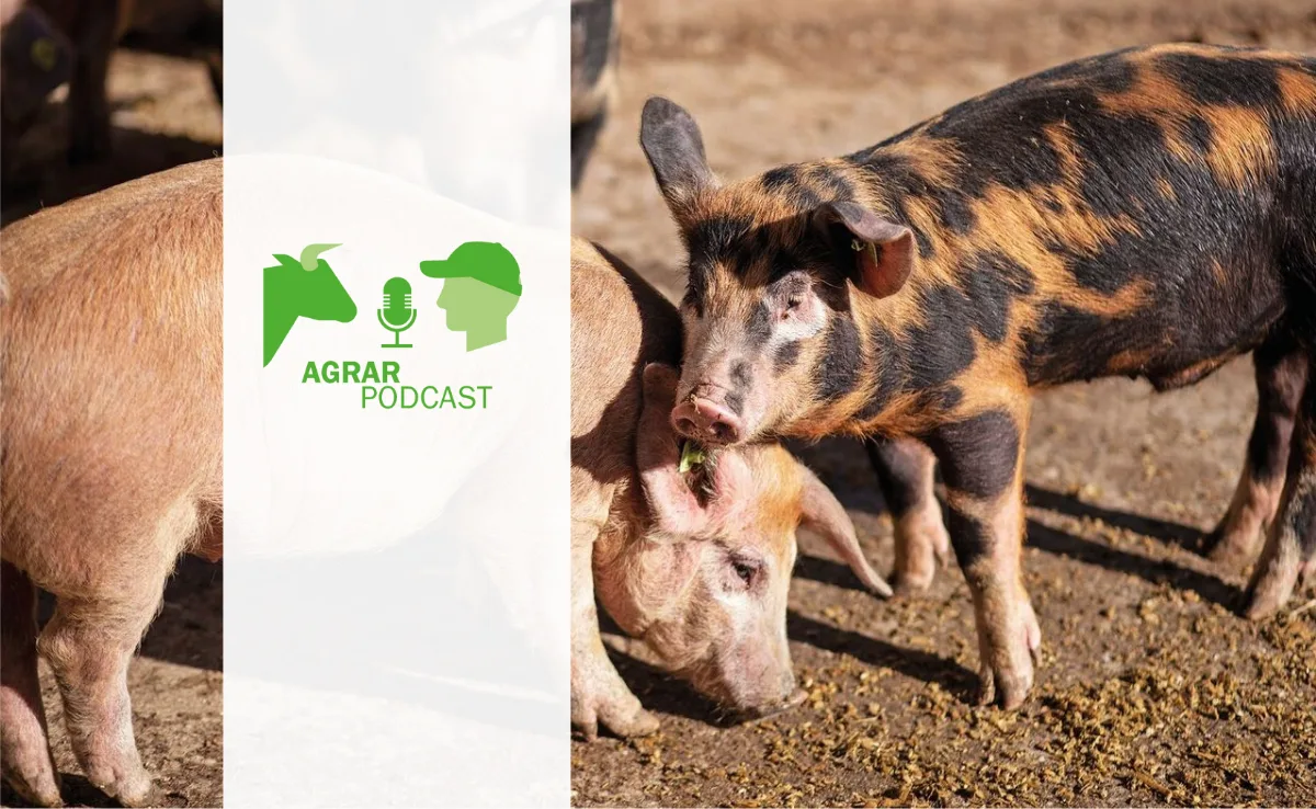 2 «AgrarPodcast» Episode 17: Bunte Alternative zum Edelschwein, Komplementärmedizin im Aufschwung und Beratung per Chatbot