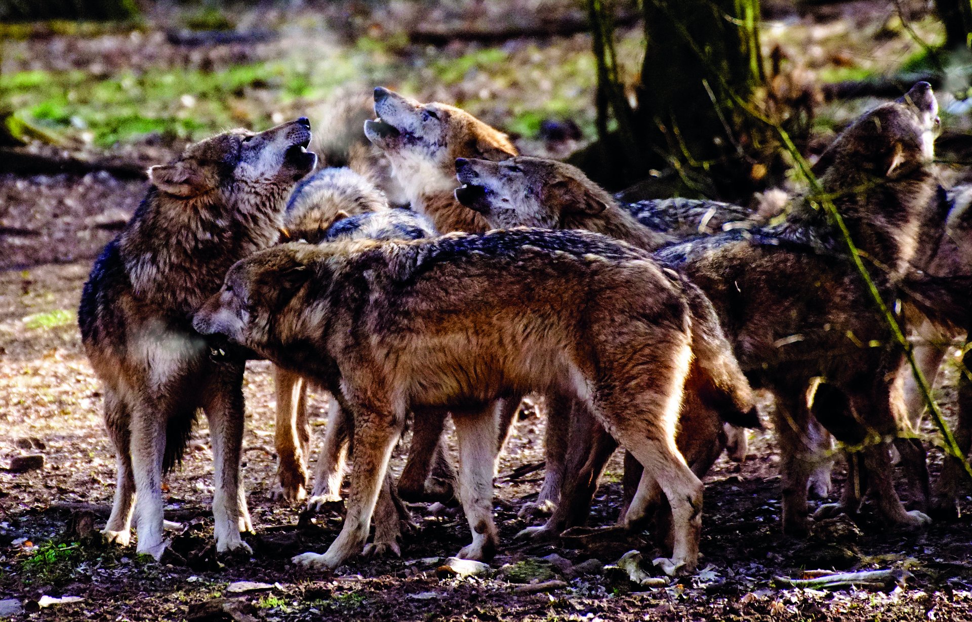 Bündner Parlament will sofort ganzes Wolfsrudel auslöschen