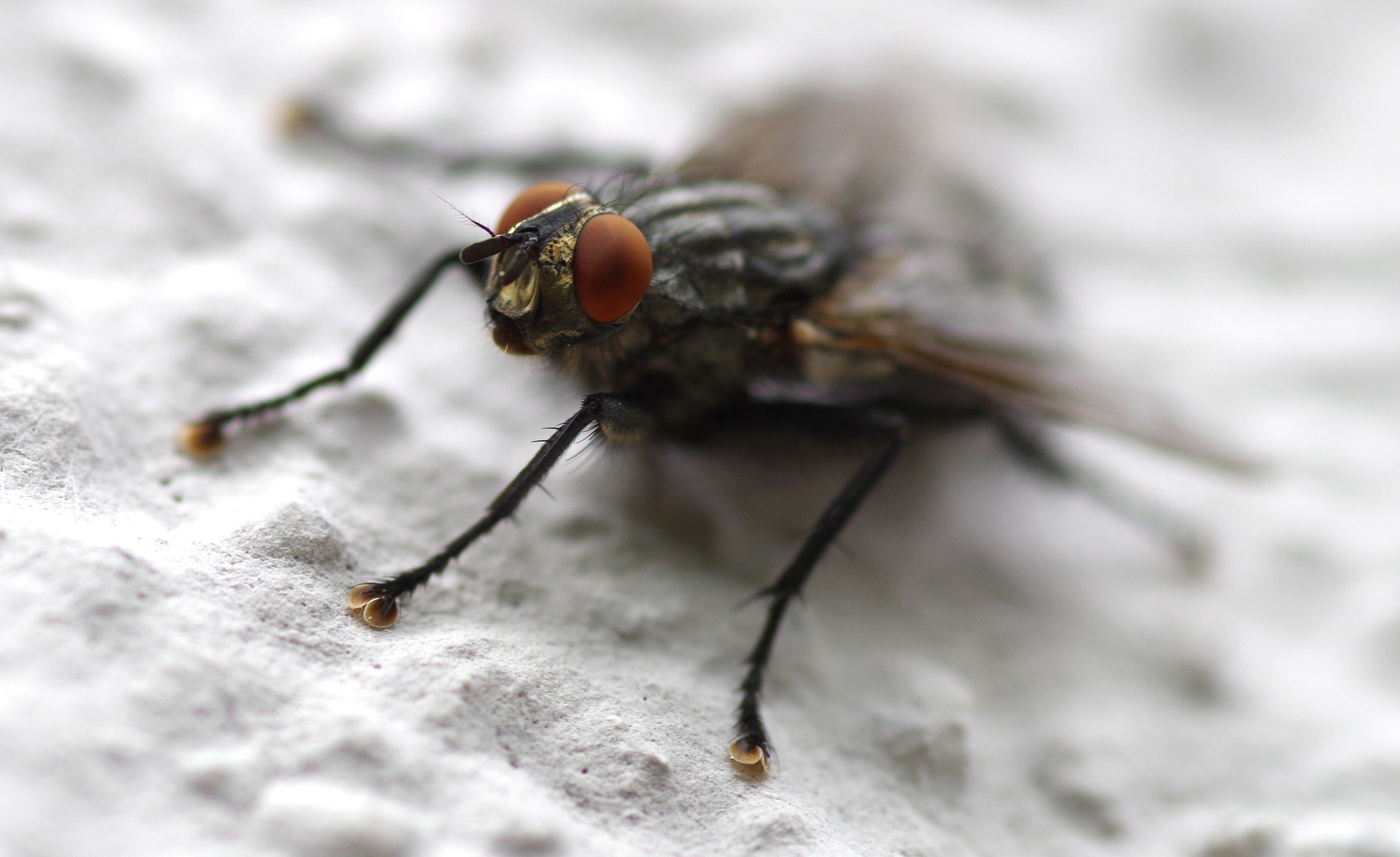 Mit den warmen Temperaturen kommen wieder die lästigen Stallfliegen. (Symbolbild Pixabay)