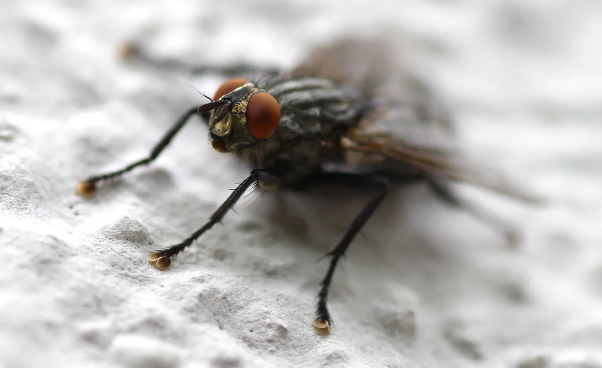 Mit den warmen Temperaturen kommen wieder die lästigen Stallfliegen. (Symbolbild Pixabay)