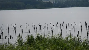Die Kormorane im Fanel und im Hagneckgebiet fühlen sich sehr wohl. Sie vermehren sich stark und fressen tagtäglich eine Menge Fisch - zum Leidwesen der Berufsfischer. Mit der Annahme der Motion können sich die gefrässigen Vögel aber nun nicht mehr ungestört ausbreiten.