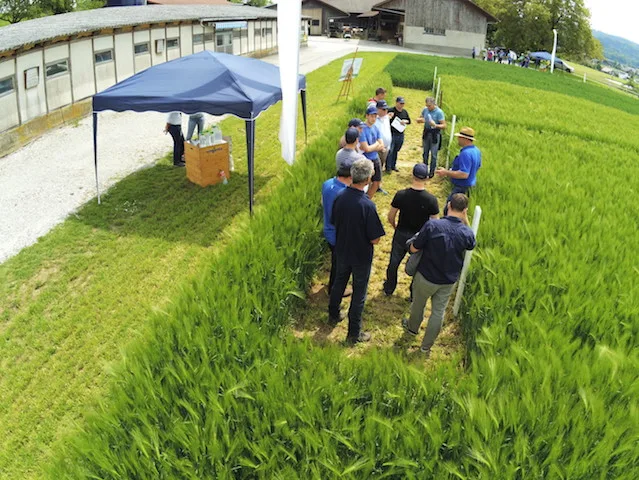 8f27c59d8ce9b0376aa005d4b48d5a0de730a18d Die Syngenta informierte heute im Feld über verschiedene Getreidesorten. (Bild asa)