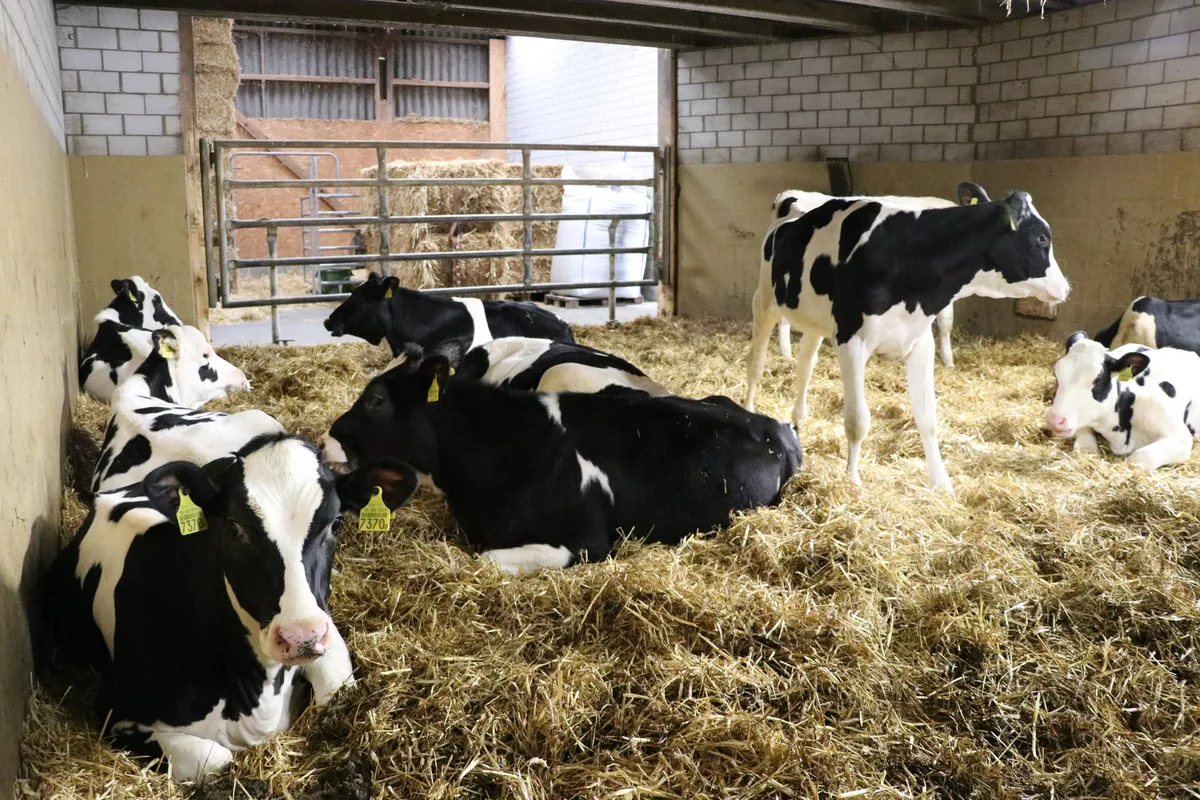 3f5acf49959a7a2b56e2df15651c0fa0d29a271a Bald werden auch die Daten der Holstein-Züchter von Qualitas verwaltet. (Bild BauZ/rae)