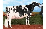 a723c3529555dde876d3f2447290dc8fabcb948e Die Seaver-Tochter Bergeroy Carter gewann die Holstein Quebec Show. (Bild Holstein Quebec)