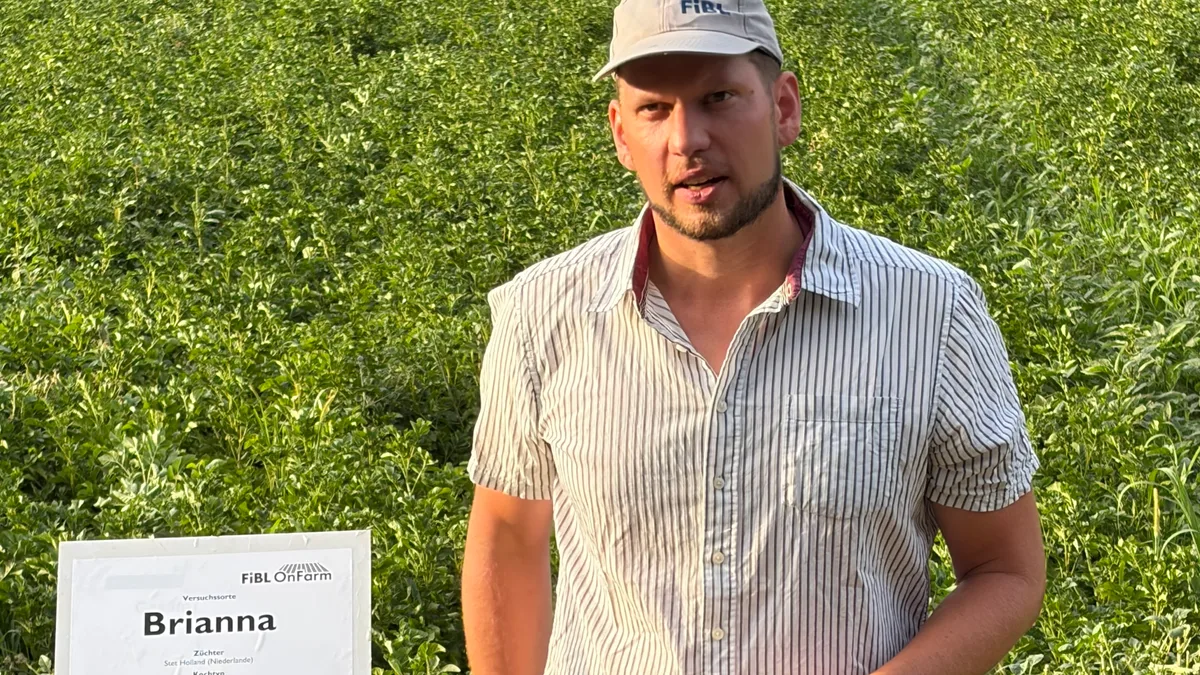 Gelencser_Biokartoffelhoeck Tobias Gelencsér stellte beim Bio-Kartoffelhöck auf dem Tännlihof den FiBL-Sortenversuch vor.