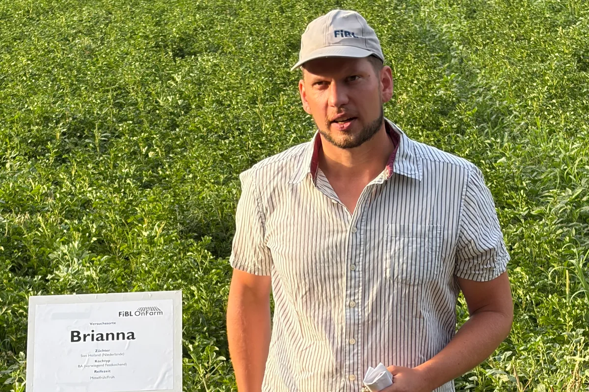 Gelencser_Biokartoffelhoeck Tobias Gelencsér stellte beim Bio-Kartoffelhöck auf dem Tännlihof den FiBL-Sortenversuch vor.