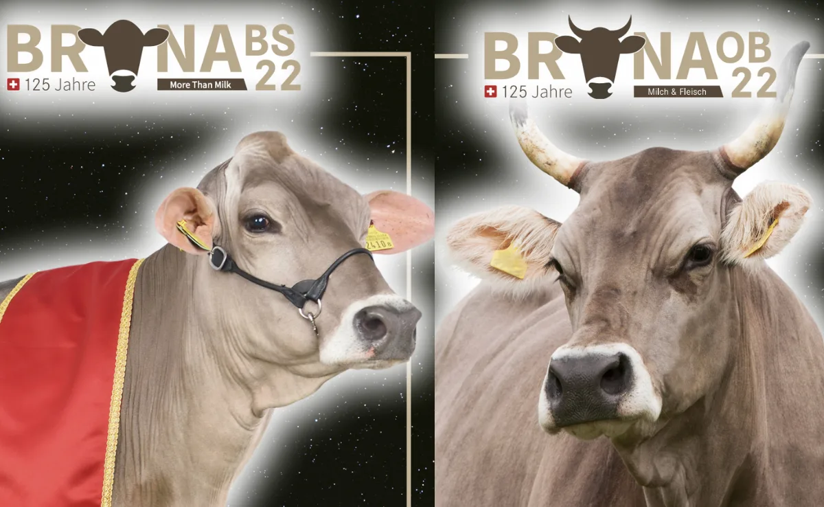 collage_bruna Die Bruna findet 2022 nach Plan statt