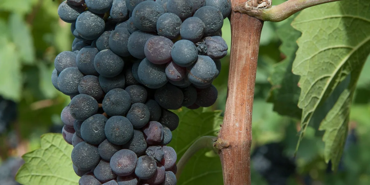 qualite-vins-AFOS-Web Bessere Weine, gesunde Reben, konstanter Ertrag – dank weniger Wasser