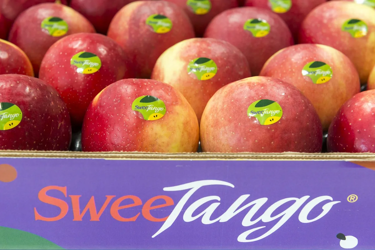 0d88d3e64916c806a871d0516ca12d1abdb4cc09 SweeTango Europe zeigt sich mit dem Absatz der neuen Apfelsorte sehr zufrieden. (Bild SweeTango Europe)