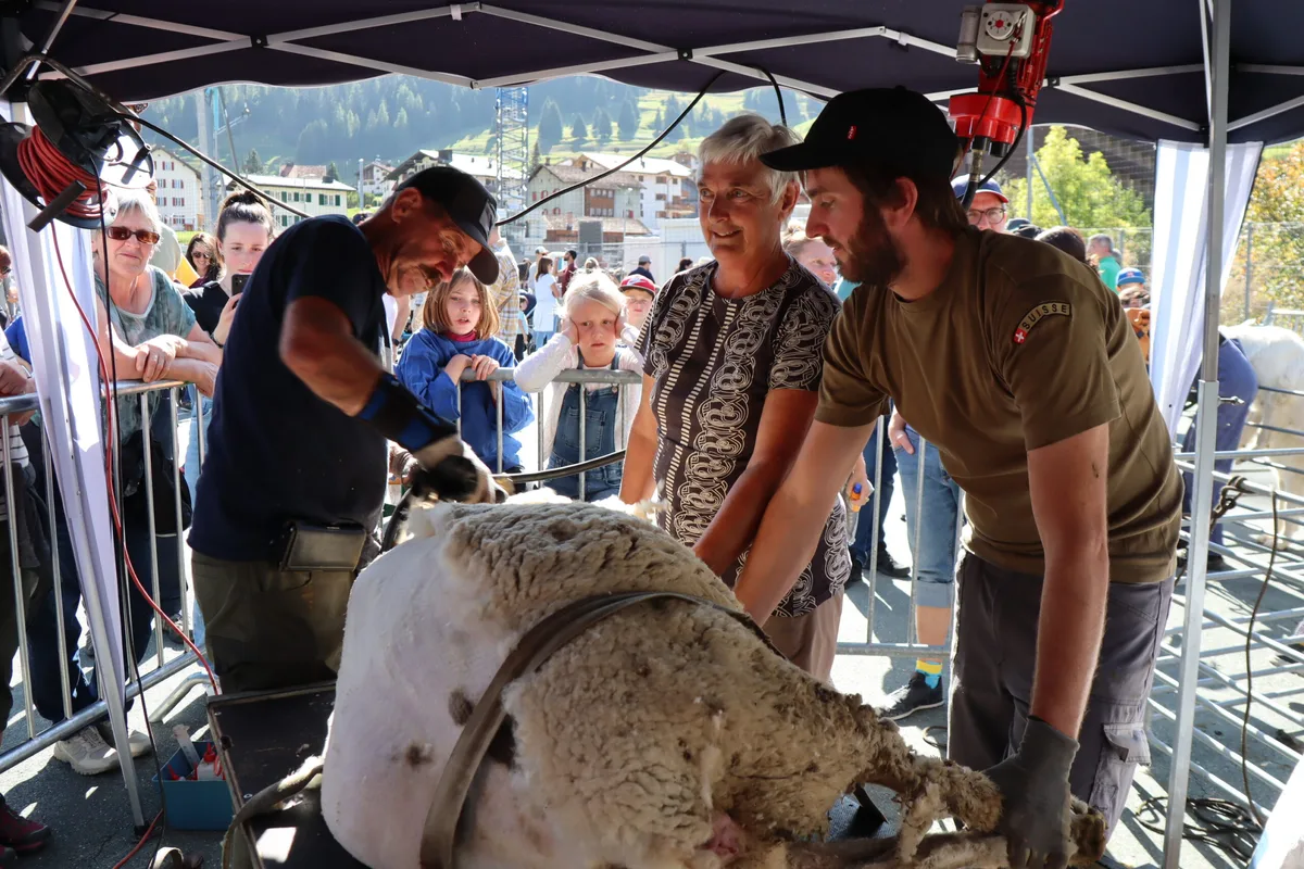 Schafe, Herdenschutzhunde und Alpkäse an der Schafschur Savognin