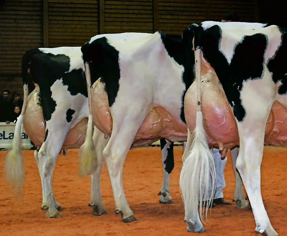 c44a8d8a1345be927e3a68cd9036491c273fc232 Ab wann ist ein Euter zu voll? Konkrete Merkmale wie z.B. der Euterdruck sollen für Objektivität sorgen. (Bild: jsc)
