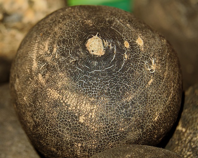 Aus Rettich der verfault entsteht Humus für die nächste Kultur. (Symbolbild pixabay)