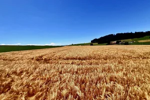 Auf diesem Gersten-Feld erntete Marco Burren in Gasel BR 126 dt/ha. (Bild: Marco Burren)