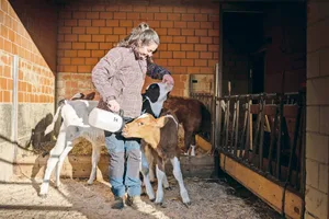 Kälber haben ein intensives Saugbedürfnis. Wird dieses nicht befriedigt, besaugen sie sich gegenseitig. (Bild Samuel Rolli)
