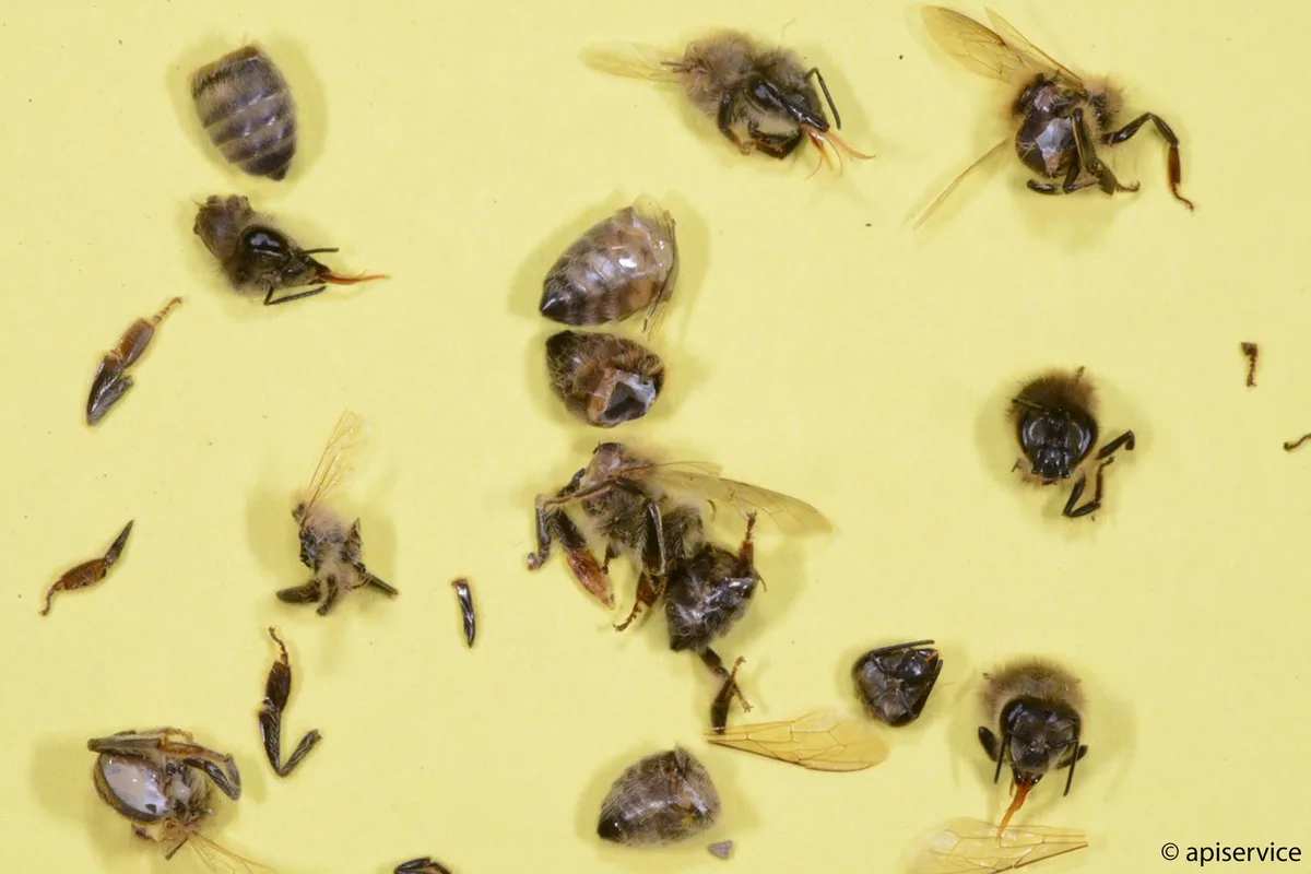 b99c304ad5226c2757e59d00d5f83a73180b6e8e In Mähaufbereiter werden Bienen regelrecht zerstückelt. Daher wird empfohlen, auf solche Geräte zu verzichten oder sie nur bei geringem Bienenflug einzusetzen. (Bild Apisuisse)