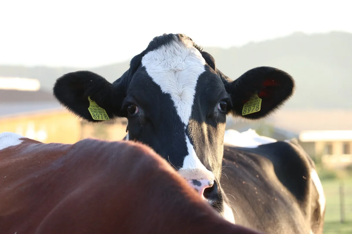 Holsteinkuh «Margen von über 60 % sind keinesfalls zu rechtfertigen und schon gar nicht fair»