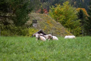 Die Tierhaltenden fänden zu wenig Unterstützung und würden in den lokalen Medien diskriminiert, kritisiert die Vereinigung zum Schutz von Nutz- und Wildtieren vor Grossraubtieren im Kanton Bern. Es geht unter anderem um die Frage, ob die Schafe der Familie Huggler geschützt waren oder nicht.