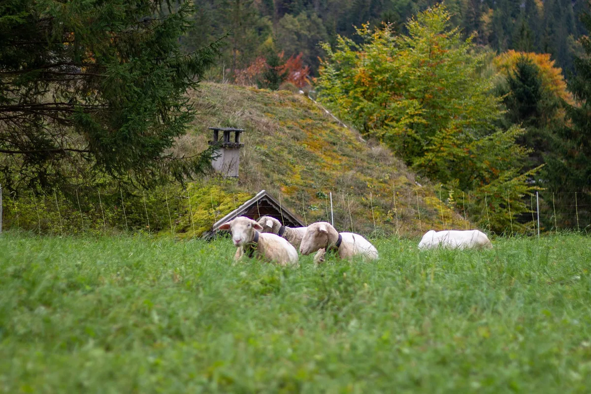 «Darf man eigentlich sein Eigentum vor dem Wolf schützen?»