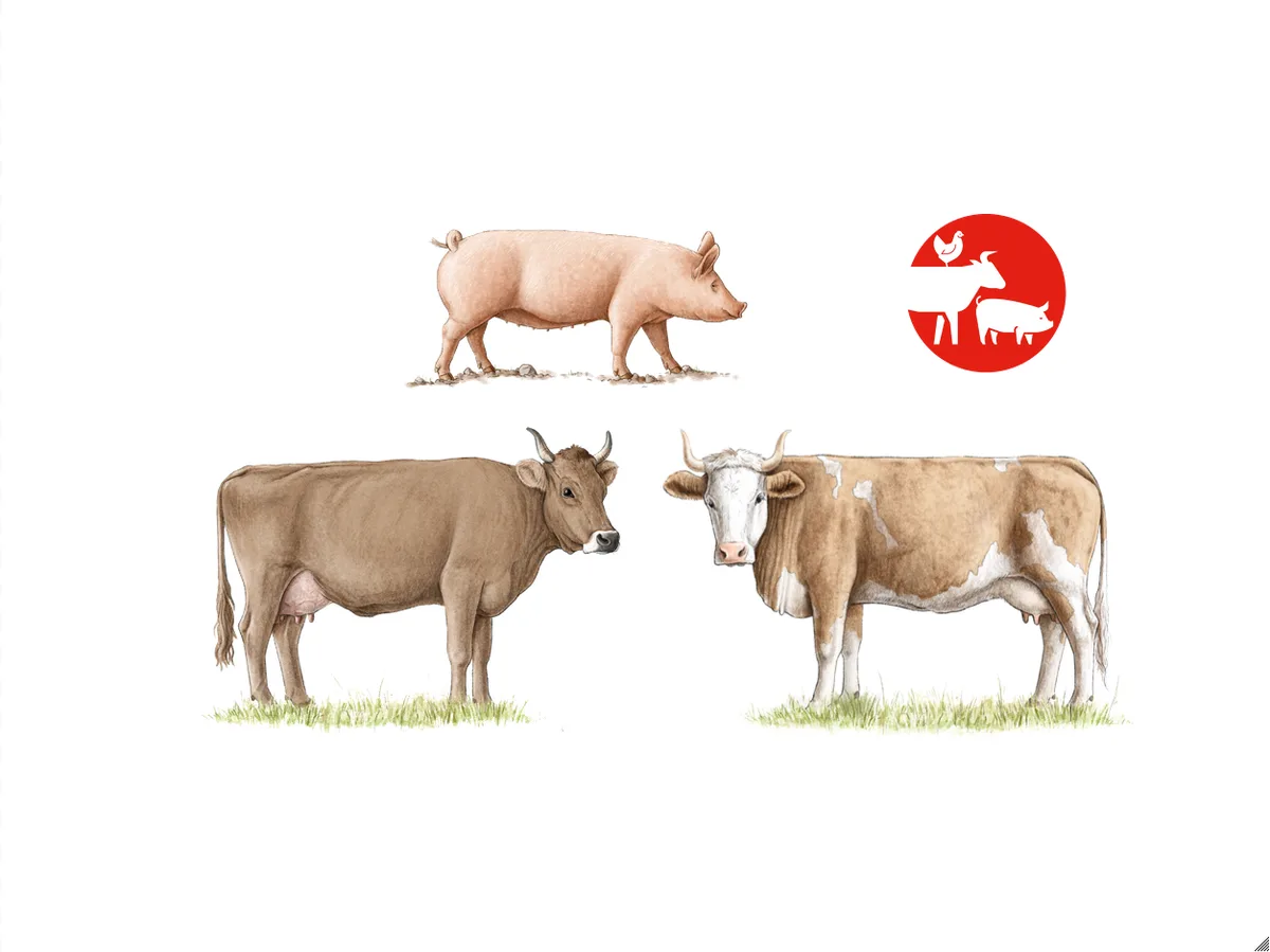Symbolbild mit einer Kuh und einem Schwein.