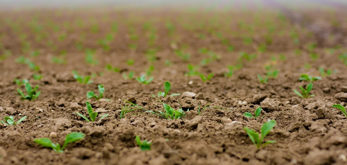 seedlings-gf108d852a_1920 Aktuell kriecht und fleucht es im Zuckerrübenfeld