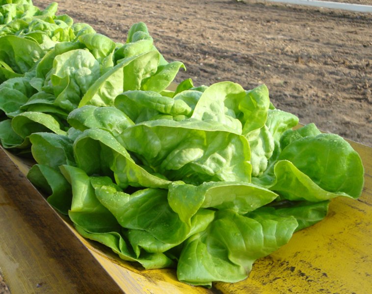 Kopfsalat sollte nicht neben Obst gelagert werden, weil er sonst schnell verdirbt. (Bild lid)