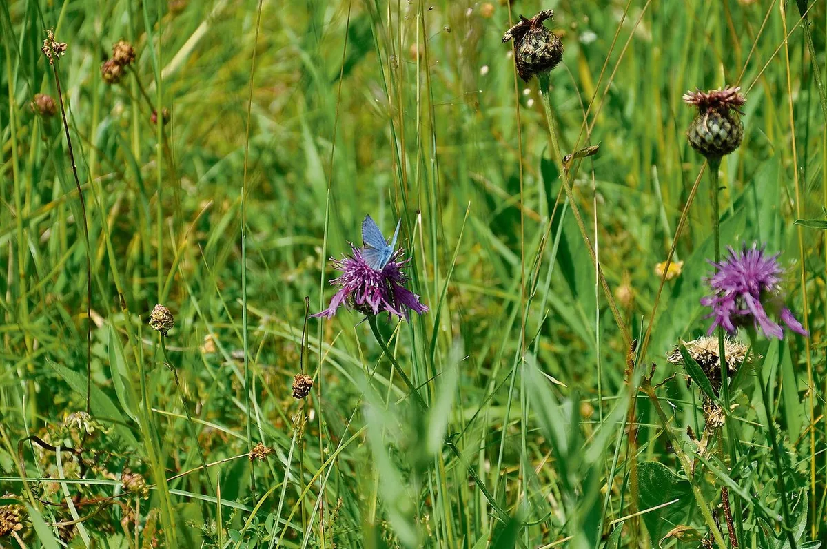 Magerwiesen sind gut für die Ökologie und die Biodiversität. Der Kanton Appenzell Ausserrhoden fördert solche.