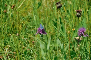 Magerwiesen sind gut für die Ökologie und die Biodiversität. Der Kanton Appenzell Ausserrhoden fördert solche.