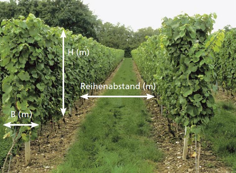 Dosiermodelle der Agroscope vereinfachen die Berechnung der blattflächenangepassten Dosierung. Erforderlich sind dafür unter anderem die Angaben der Laubwandhöhe, der Laubwandbreite und des Reihenabstands. (Bild Agroscope)