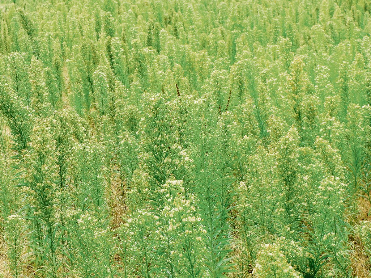 Das Kanadische Berufkraut wuchert gerne an  Wegrändern, auf Schuttplätzen, Brachen und auf extensiven Wiesen.(Bild Pixabay)