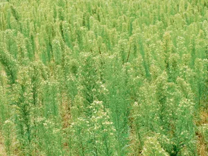Das Kanadische Berufkraut wuchert gerne an Wegrändern, auf Schuttplätzen, Brachen und auf extensiven Wiesen.(Bild Pixabay)