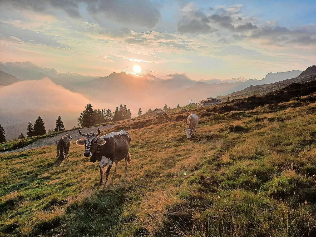 496582cf0152469e255a538cdc2172215802e6c8ae93d206c5ad8746fc1e5f98 Magisches Gegenlicht: Solche unglaublichen Morgenstimmungen bieten sich uns auf der Alp Valpun.