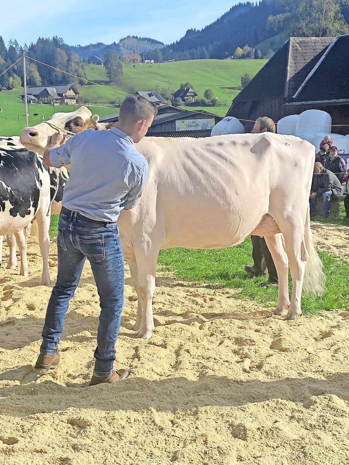 BZ-BET4-43-Kuh Vom scheuen Kalb zur gelassenen Viehschau-Gängerin