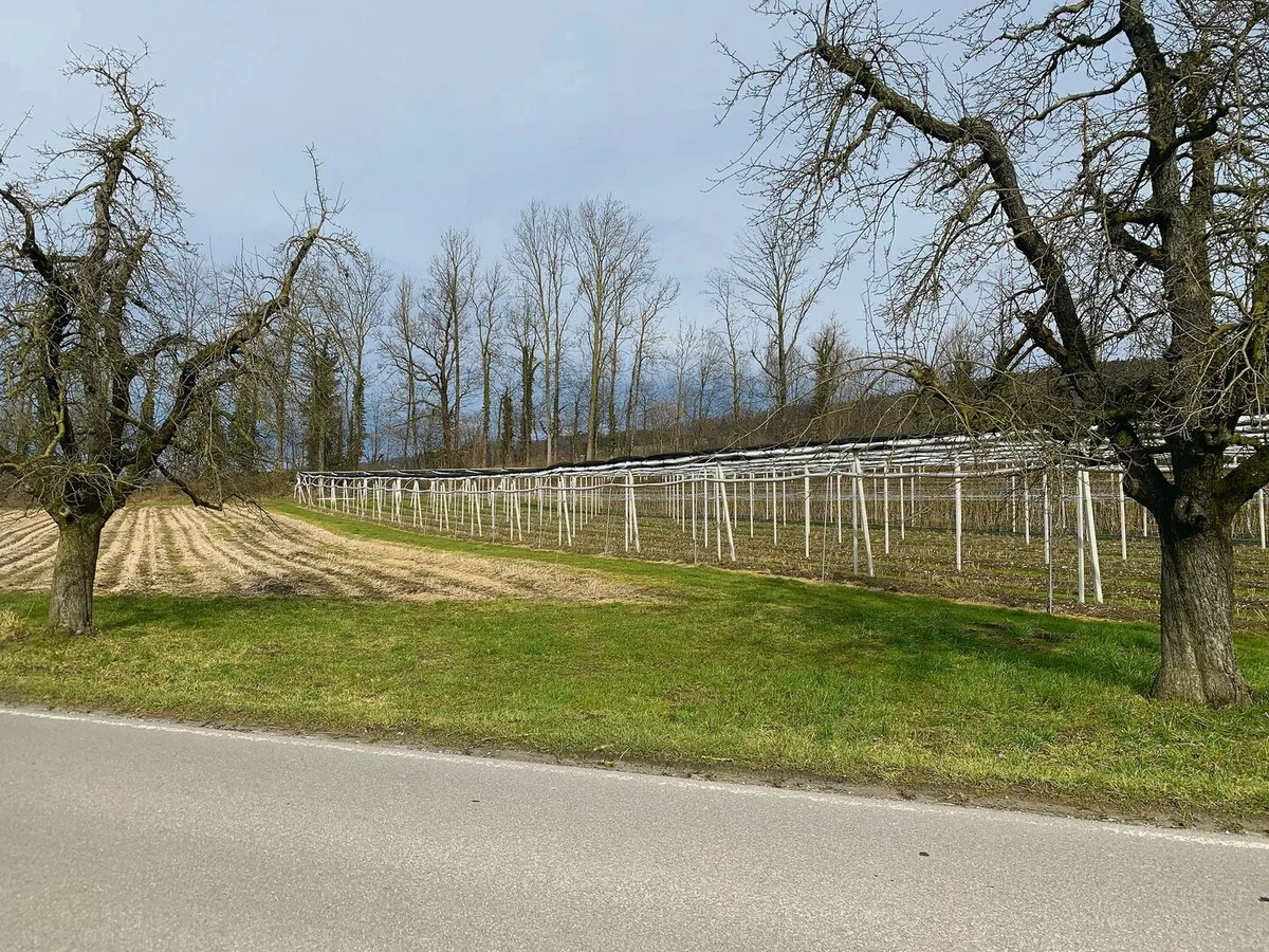 Freihaltezone für Wildtierkorridor in Altwis. Hindernisse wie geschützte Beerenkulturen und eingezäunte Obstanlagen seien darin unerwünscht.