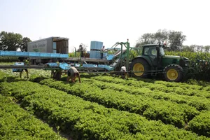Salat ist das Hauptgeschäft im Feld, hinzu kommen 20 ha Karotten und 10 ha Kabis.