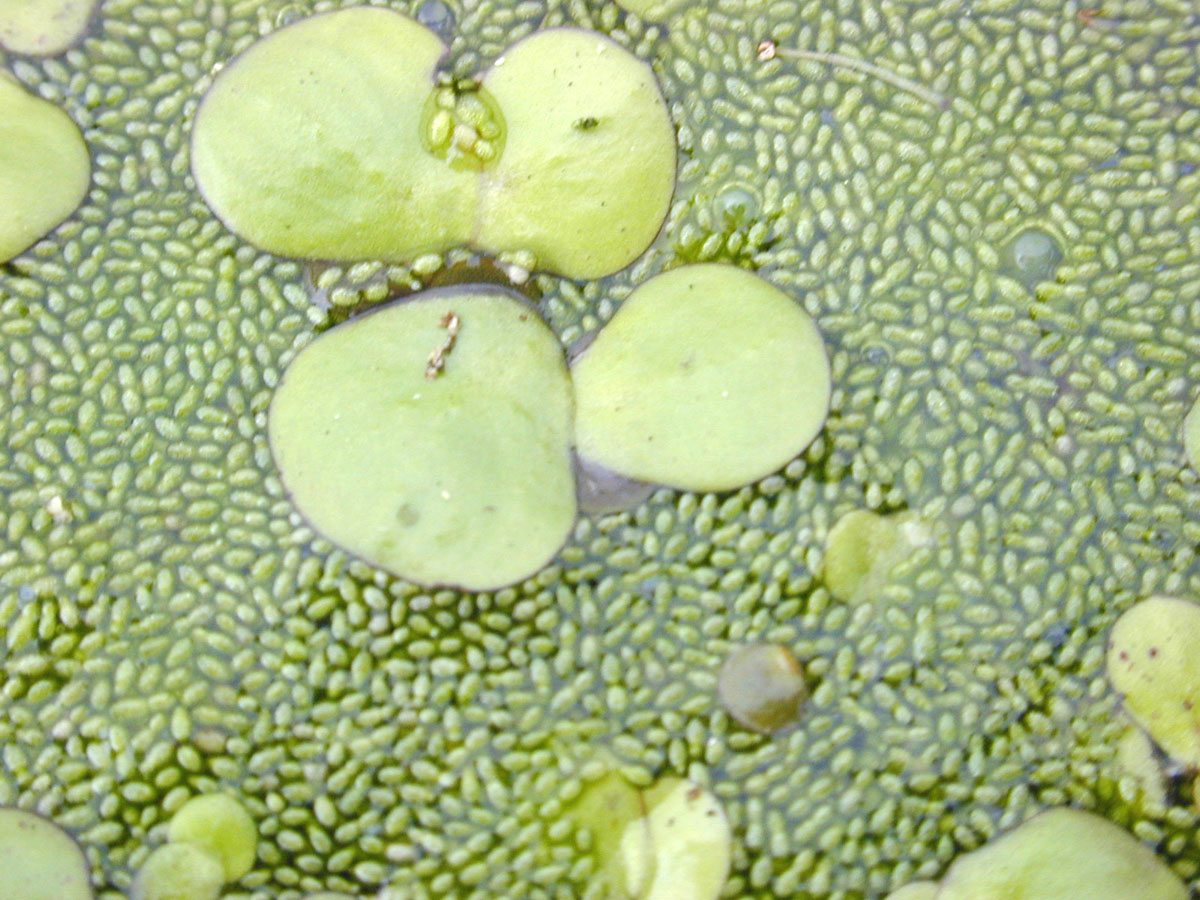 Wasserlinsen schmecken gemäss Forschern ähnlich wie Erbsen. (Bild Eric Guinther)