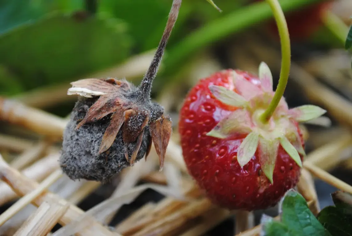 BZ-BET2-31-Beeren-sjh Mit UV-C-Licht gegen die Graufäule