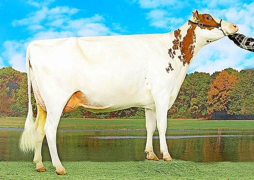 d4ba5f618573f7ecd949fe8b98699fc0221f99ce7e96673d13ff34636314be73 Red-Holstein Kuh Zumba überzeugt mit ihrem Exterieur, so wurde sie mit dem Maximum von 55 55 98 punktiert.
