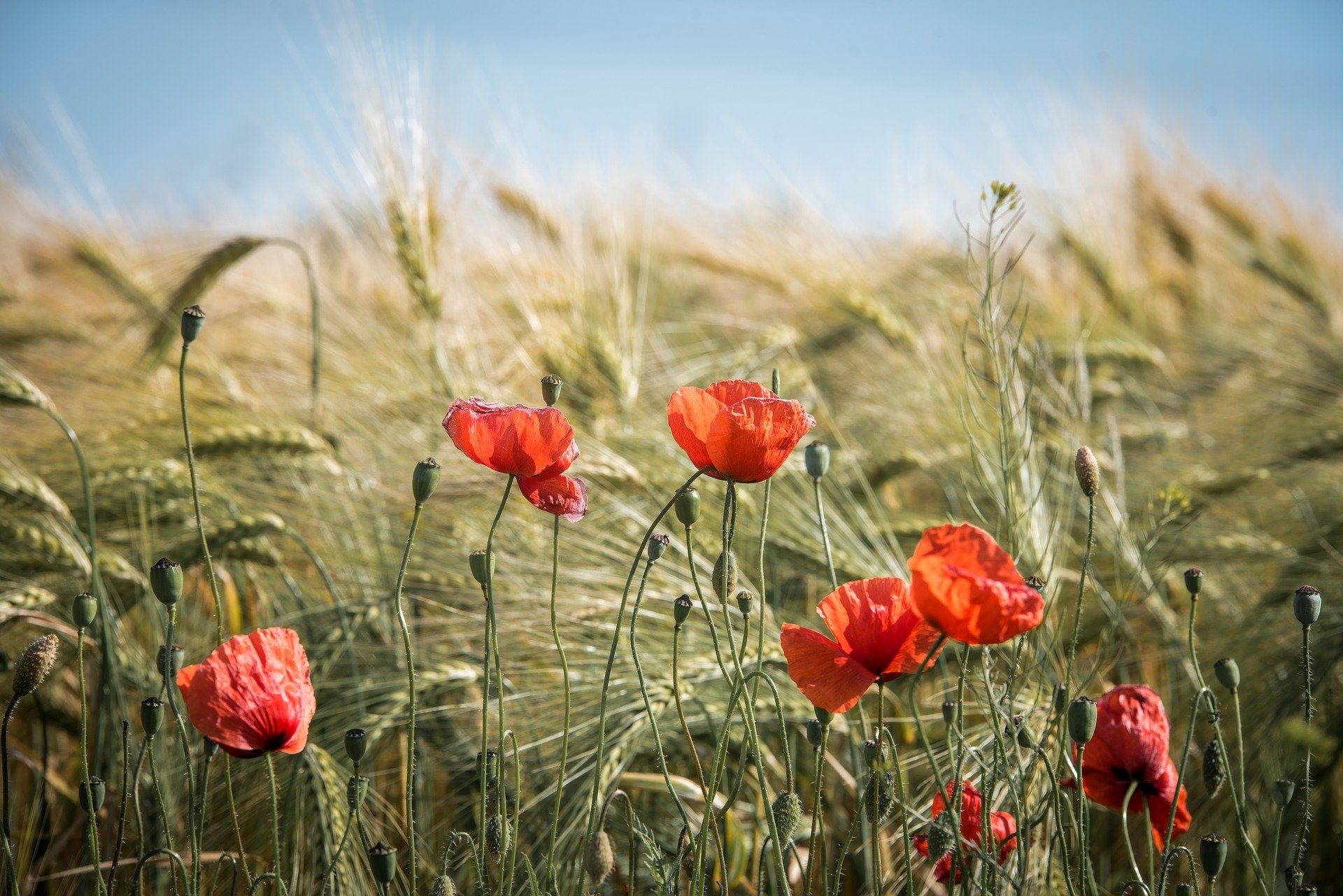 Auf Schweizer Äckern sollen auch in Zukunft keine gentechnisch veränderten Pflanzen angebaut werden dürfen. Es gebe noch zu viele offene Fragen, so ein Argument für die Verlängerung des Moratoriums. (Bild geraldfriedrich2 / Pixabay)