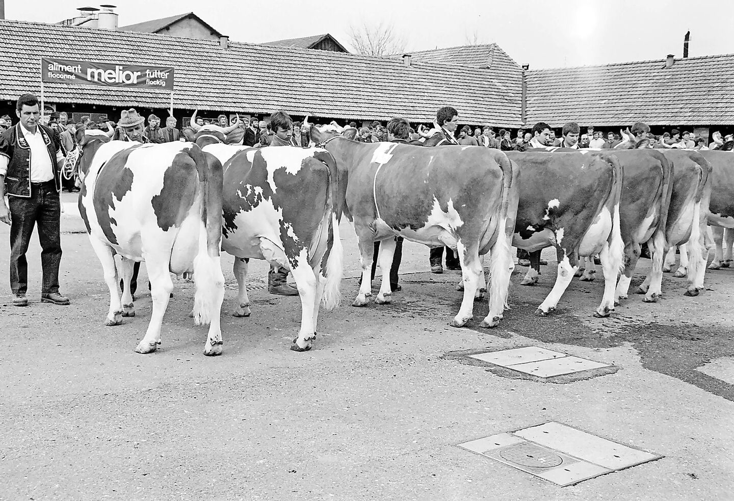 Hier eine Kategorie Red Holstein im Jahr 1985: Im ersten Rang Tessar Fabiola von der Familie Dupasquier aus Vuadens; im zweiten Rang die Chester-Tochter Charmante von Raphaël Dunand aus Vaulruz.