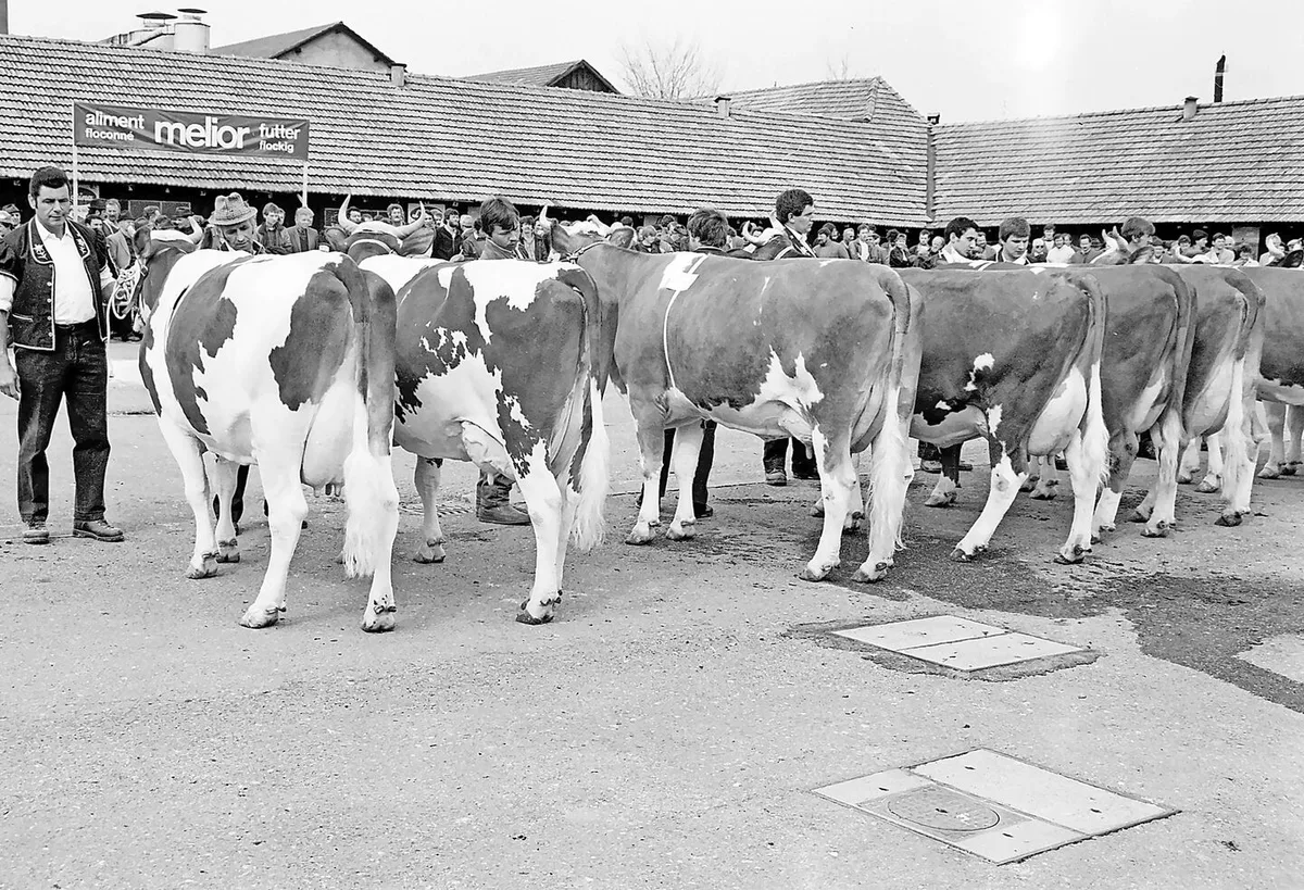 946629a09bd9b41b77f475ce0b55586270d8db1be579b632bdf39c1695088eba Hier eine Kategorie Red Holstein im Jahr 1985: Im ersten Rang Tessar Fabiola von der Familie Dupasquier aus Vuadens; im zweiten Rang die Chester-Tochter Charmante von Raphaël Dunand aus Vaulruz.