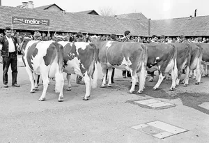 Hier eine Kategorie Red Holstein im Jahr 1985: Im ersten Rang Tessar Fabiola von der Familie Dupasquier aus Vuadens; im zweiten Rang die Chester-Tochter Charmante von Raphaël Dunand aus Vaulruz.