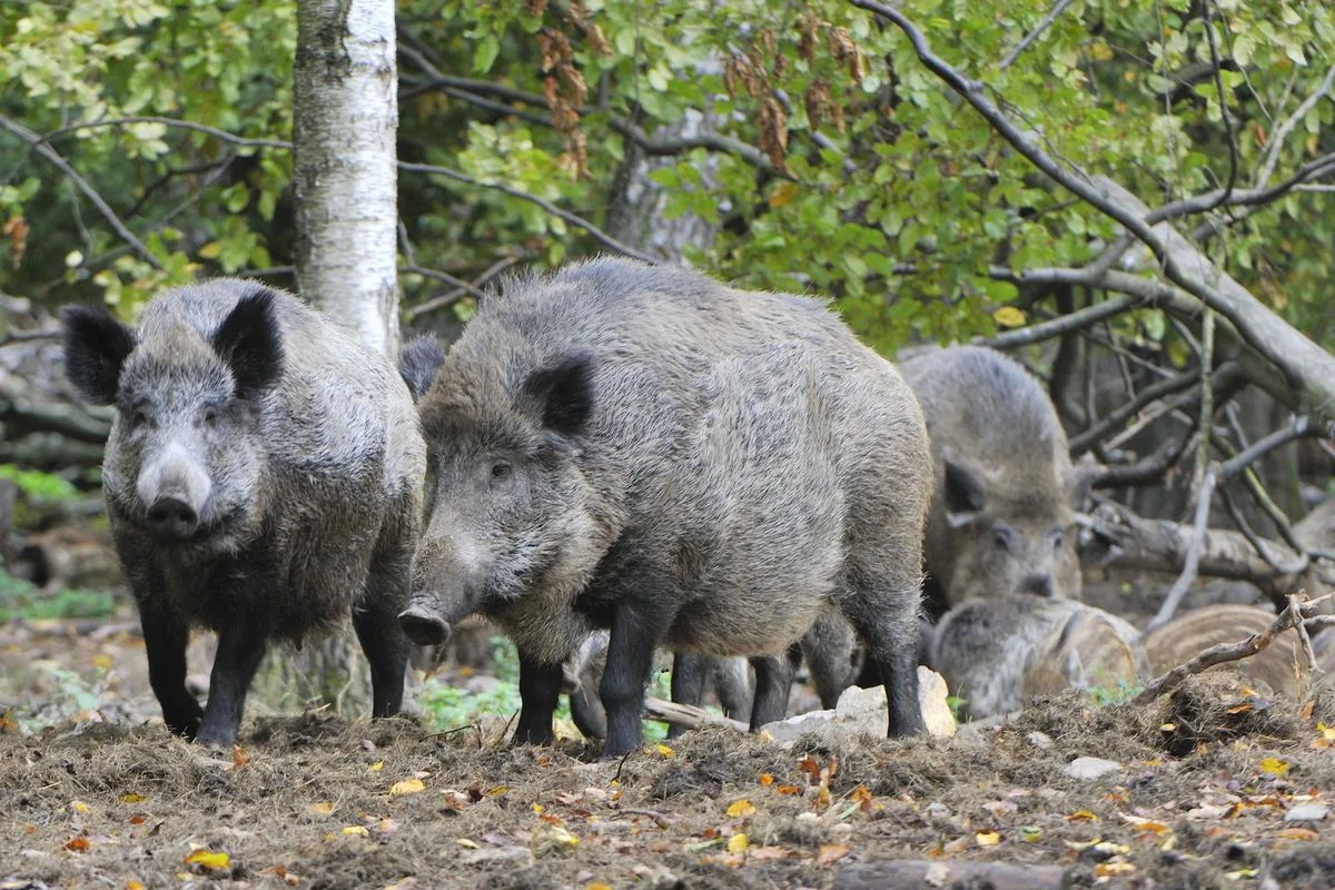 Schweinepest Schleusen und Waschbecken für höhere Biosicherheit