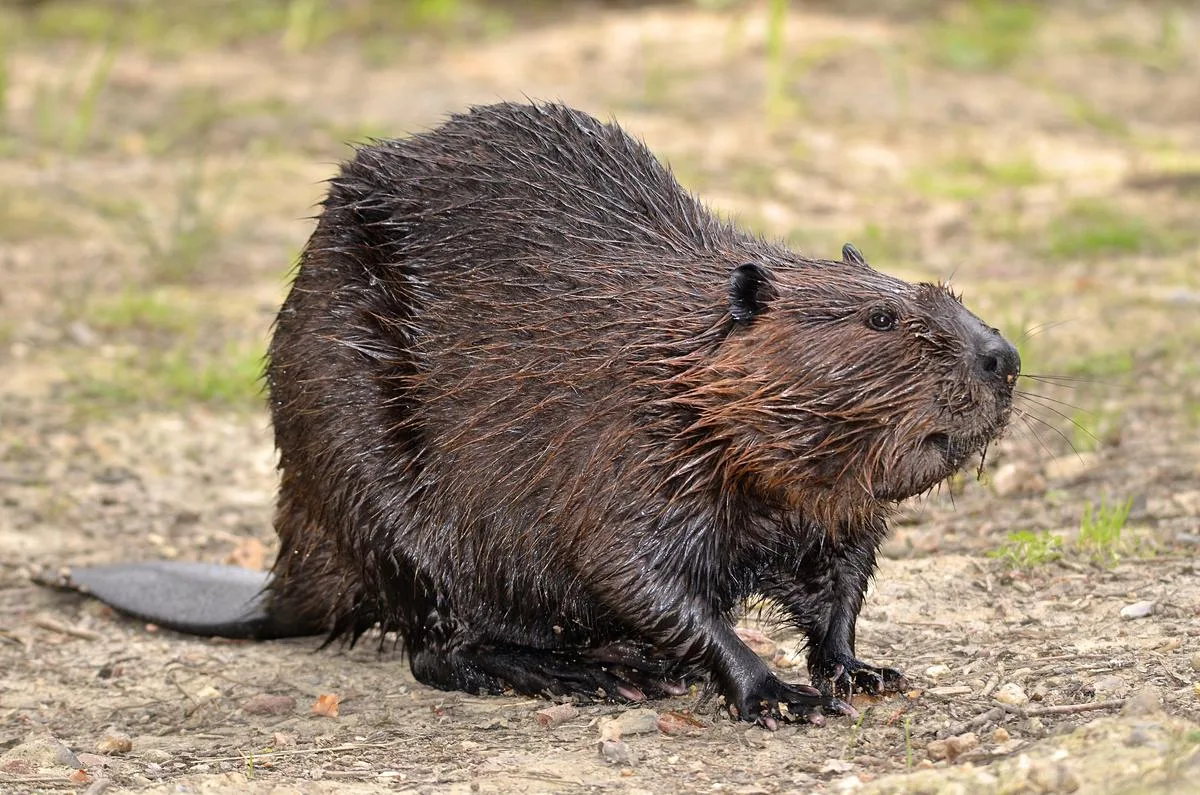 9db86367ff9cf0c57346532b1b74c2e41732cb22 Der Biber breitet sich in der Schweiz auch entlang von kleineren Gewässern aus. Bild: Fotolia