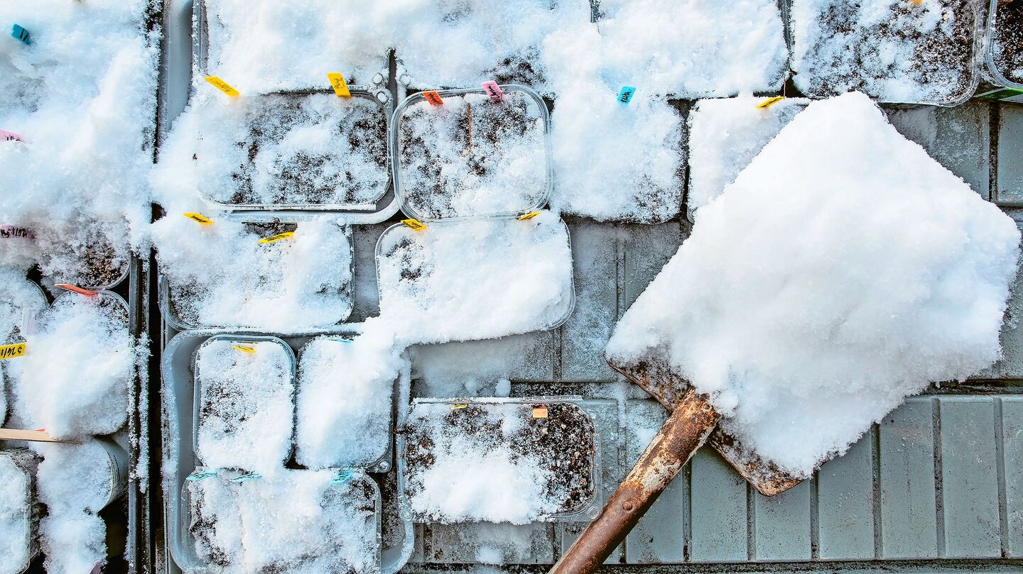 Auch bei Schnee kann man säen, wenn auch nicht alle Pflanzen. Doch eine ganze Reihe von Gewächsen profitiert vom Kaltanbau.