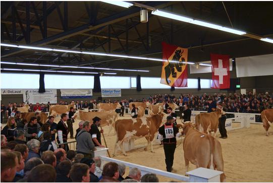 Die Europaschau im Rahmen der Reinzuchtausstellung Thun muss wegen IBR abgesagt werden. (Bild www.originalsimmentaler.ch/zVg)