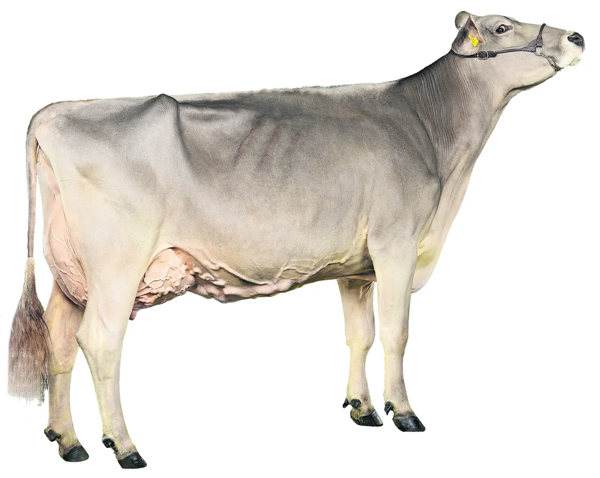 6435004d6e01e5f9e5a112e86b5ee38169a479c3 Die Brown-Swiss-Kuh Pius Schulers Glenn Glena von Paul Kälin-Merz aus Steinen SZ, war die erfolgreichste Schaukuh 2013/14. (Bild: KeLeKi)